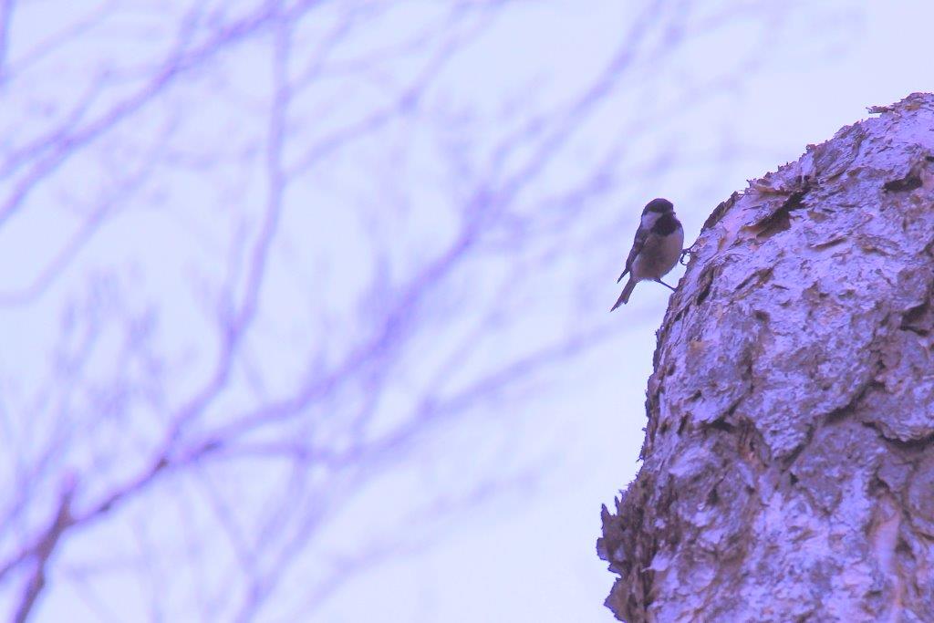 f:id:JKazy:20170525184521j:plain