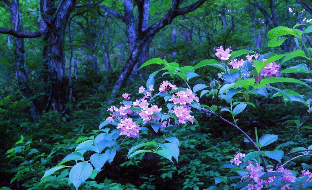 f:id:JKazy:20170624185334j:plain