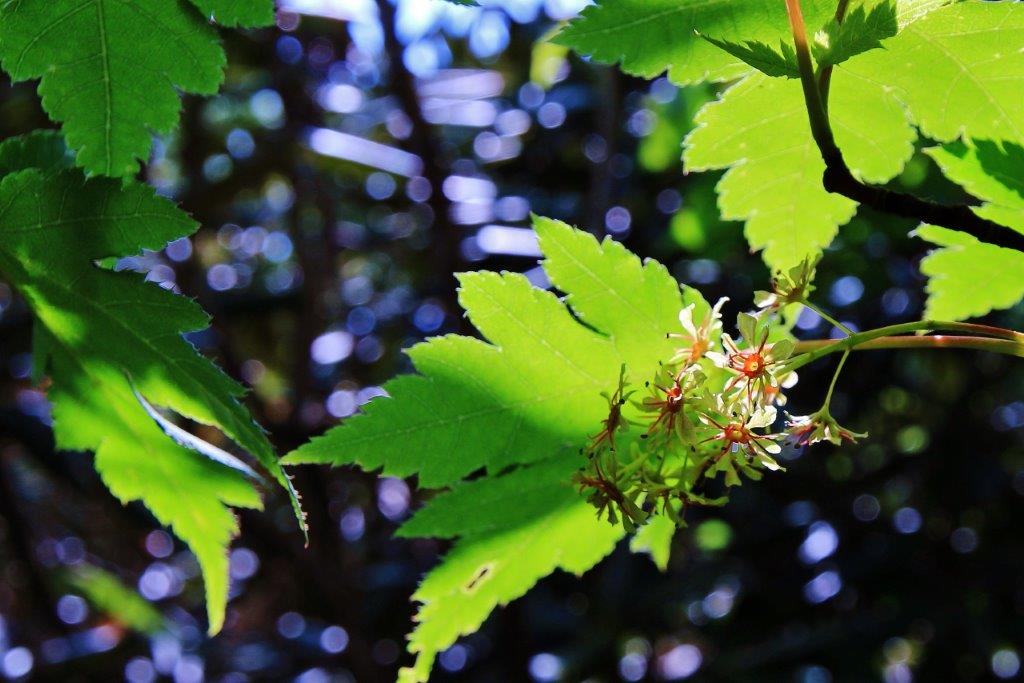 f:id:JKazy:20170624190230j:plain