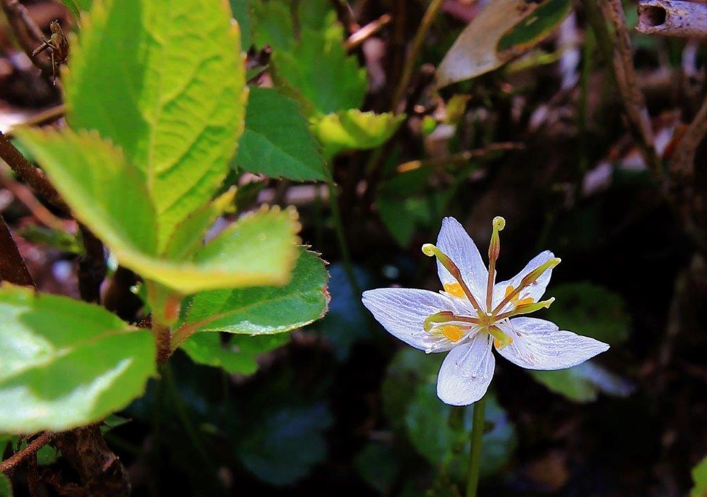 f:id:JKazy:20170624190330j:plain