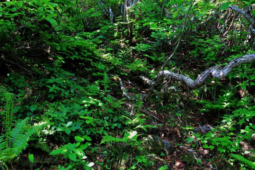 f:id:JKazy:20170624190436j:plain