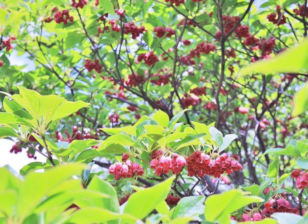 f:id:JKazy:20170624190709j:plain