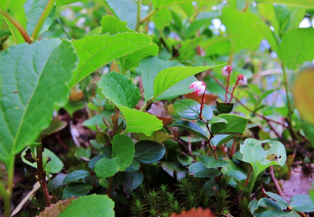 f:id:JKazy:20170624190751j:plain