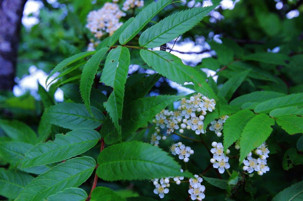 f:id:JKazy:20170624191001j:plain