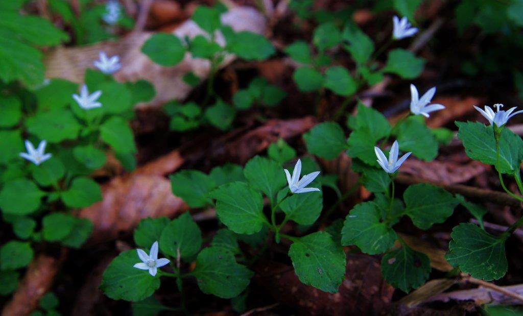 f:id:JKazy:20170624191040j:plain