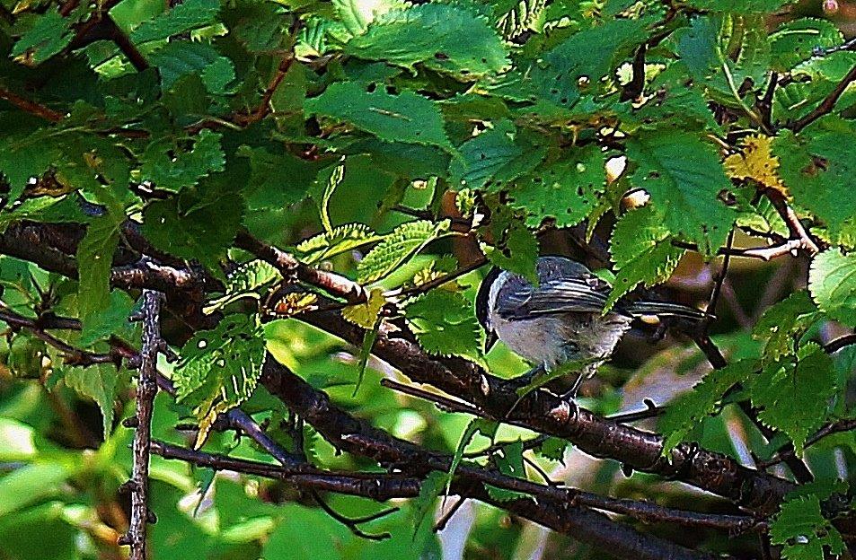 f:id:JKazy:20170909233420j:plain f:id:JKazy:20170909233420j:plain