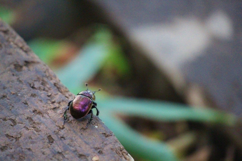 f:id:JKazy:20170913231354j:plain f:id:JKazy:20170913231354j:plain