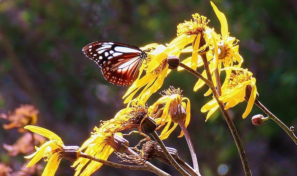 f:id:JKazy:20170913231715j:plain f:id:JKazy:20170913231715j:plain