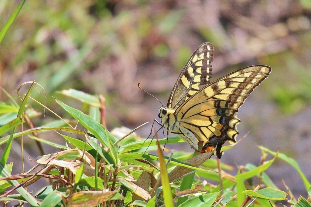 f:id:JKazy:20170913231837j:plain f:id:JKazy:20170913231837j:plain