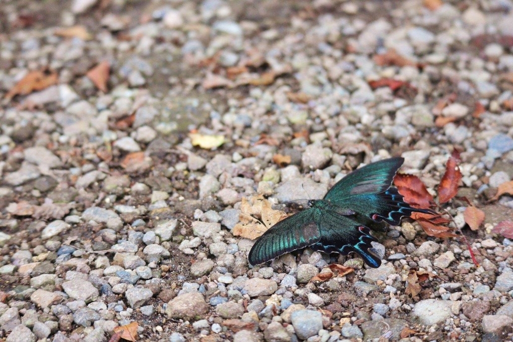 f:id:JKazy:20170913233011j:plain f:id:JKazy:20170913233011j:plain