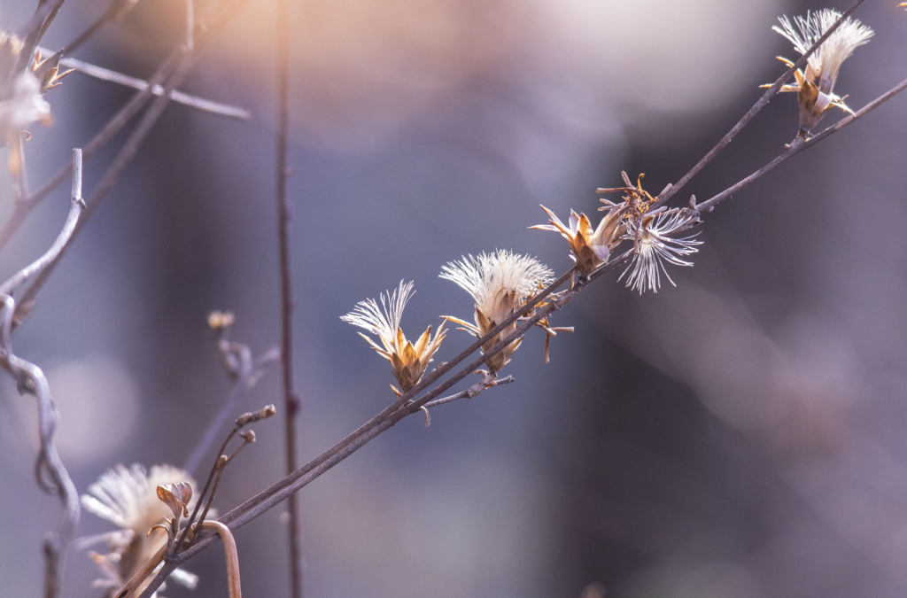 f:id:JKazy:20180117090920j:plain