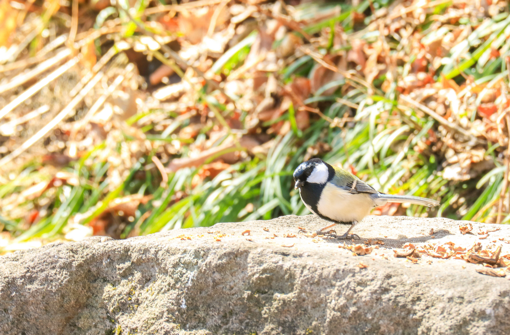 f:id:JKazy:20180310164524j:plain