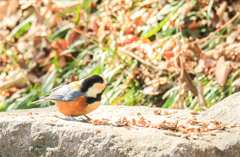 f:id:JKazy:20180310164559j:plain