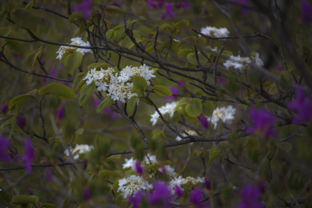 f:id:JKazy:20180513010311j:plain
