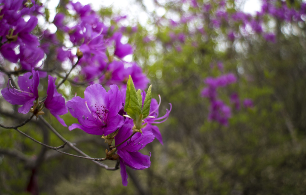 f:id:JKazy:20180520230101j:plain