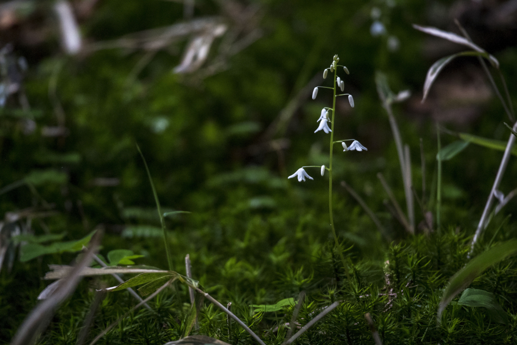 f:id:JKazy:20180614233415j:plain f:id:JKazy:20180614233415j:plain