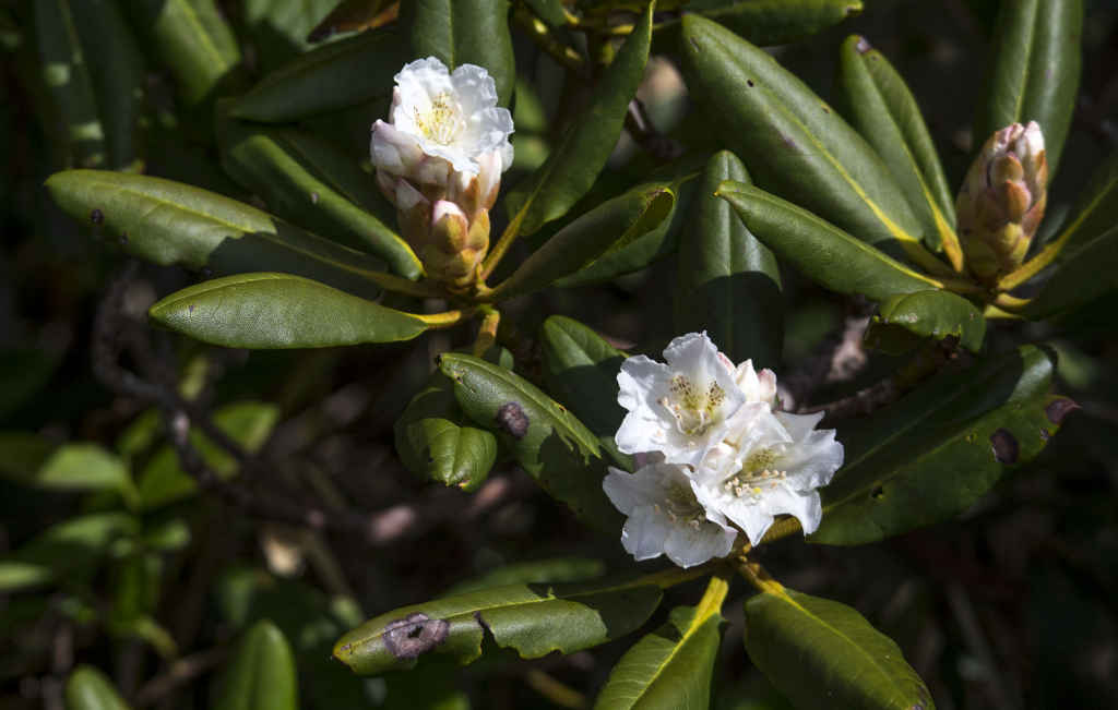 f:id:JKazy:20180624220457j:plain f:id:JKazy:20180624220457j:plain