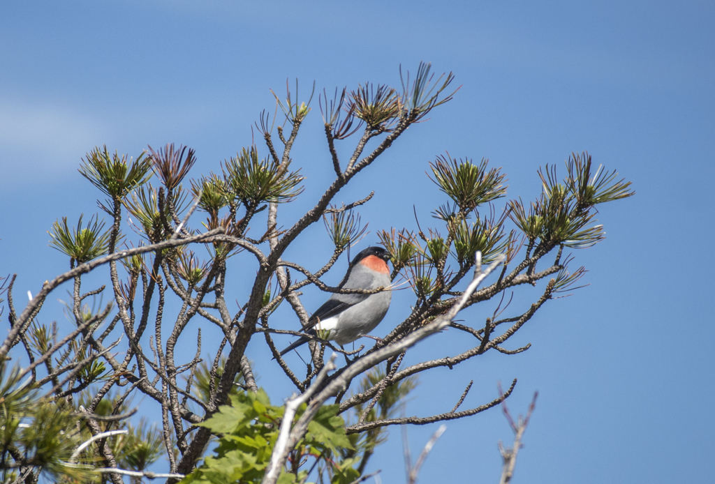 f:id:JKazy:20180624220711j:plain f:id:JKazy:20180624220711j:plain