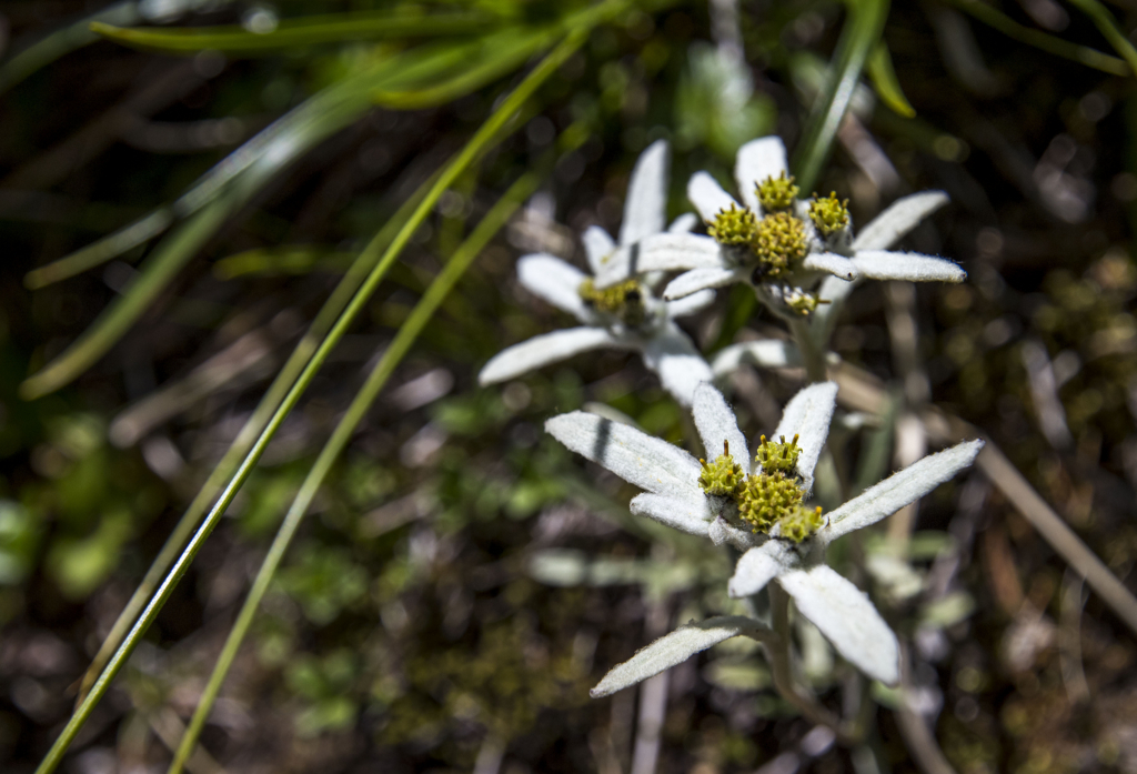 f:id:JKazy:20180624220944j:plain f:id:JKazy:20180624220944j:plain