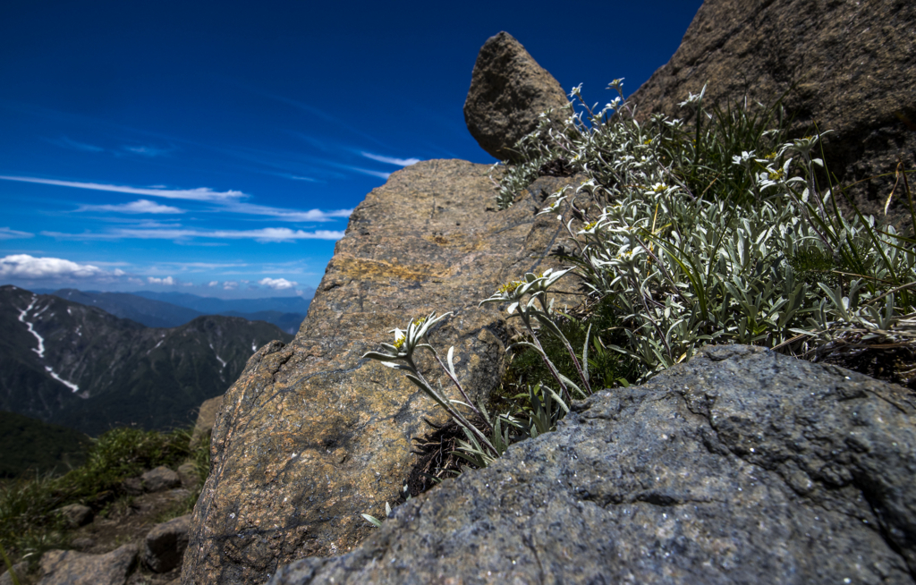 f:id:JKazy:20180624221032j:plain f:id:JKazy:20180624221032j:plain