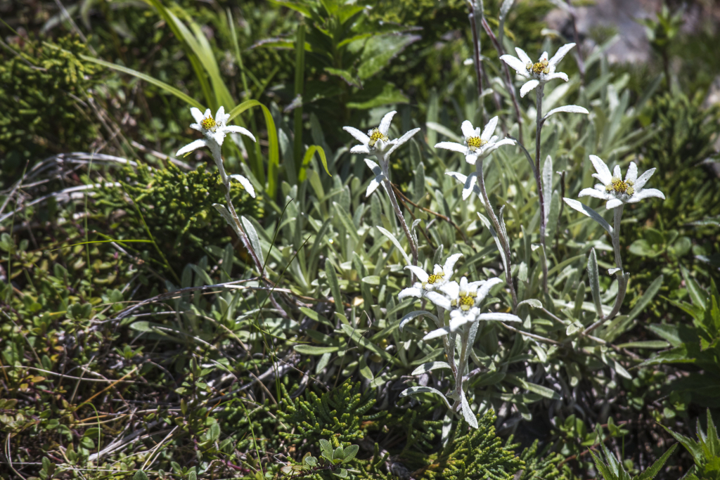 f:id:JKazy:20180624221245j:plain f:id:JKazy:20180624221245j:plain