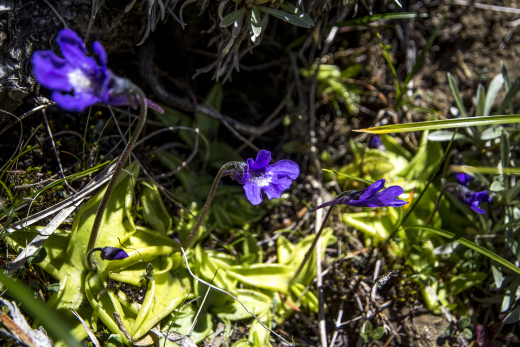 f:id:JKazy:20180624221330j:plain f:id:JKazy:20180624221330j:plain