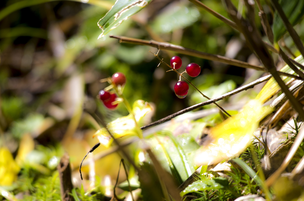 f:id:JKazy:20180929190944j:plain f:id:JKazy:20180929190944j:plain