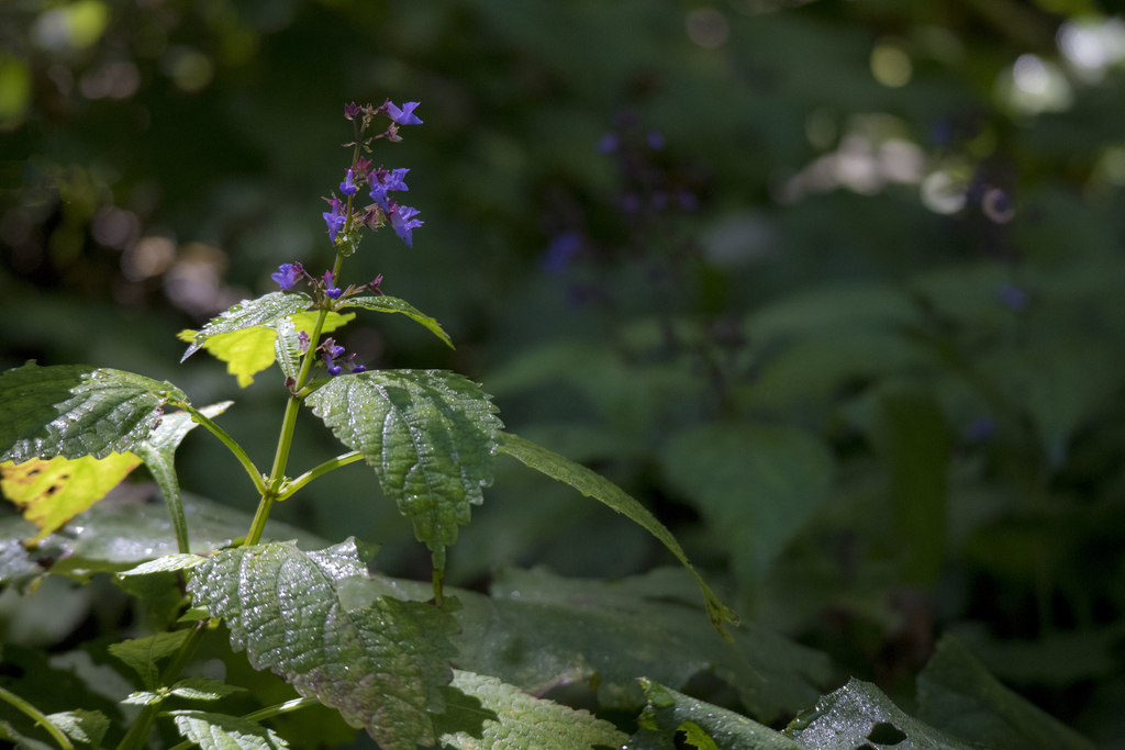 f:id:JKazy:20180929191026j:plain f:id:JKazy:20180929191026j:plain