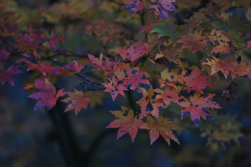 f:id:JKazy:20181021190612j:plain