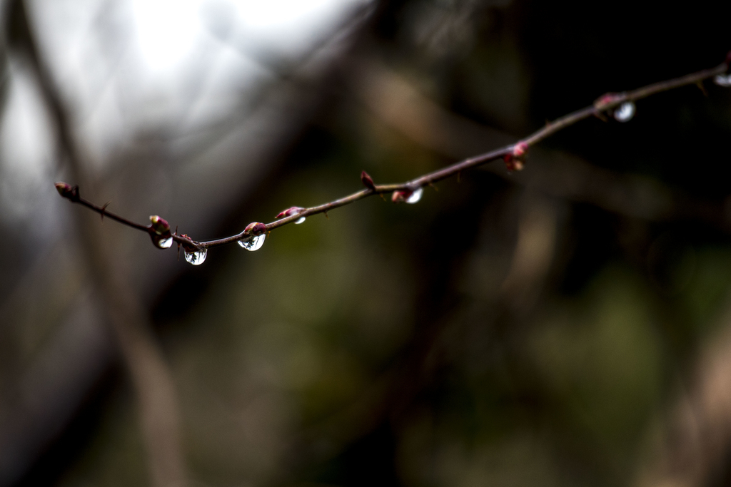 f:id:JKazy:20190308081054j:plain