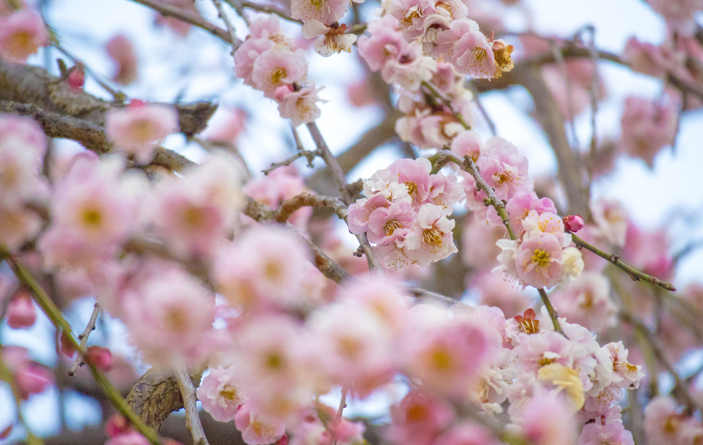 f:id:JKazy:20190308081943j:plain
