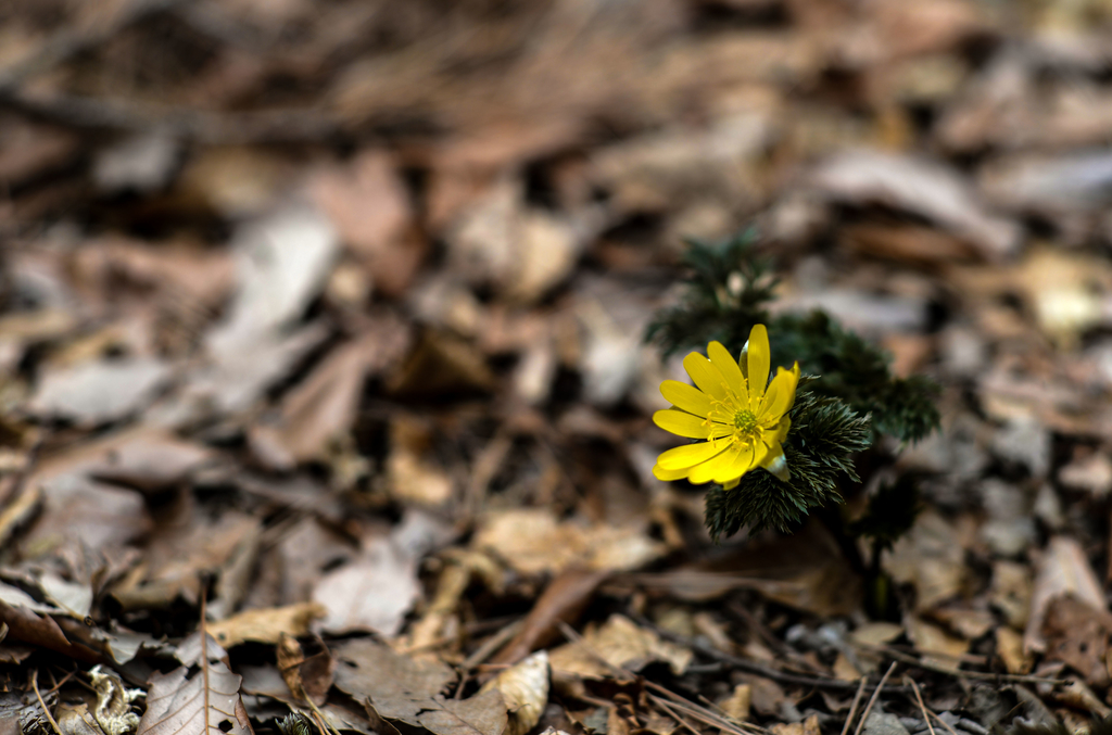 f:id:JKazy:20190311102712j:plain