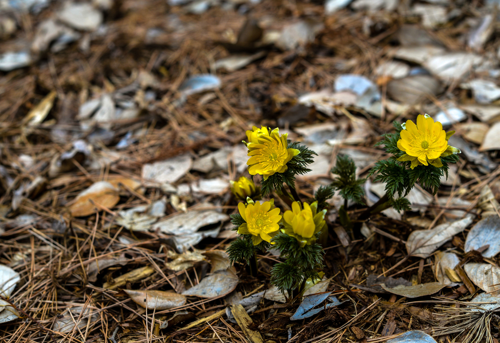 f:id:JKazy:20190311103059j:plain