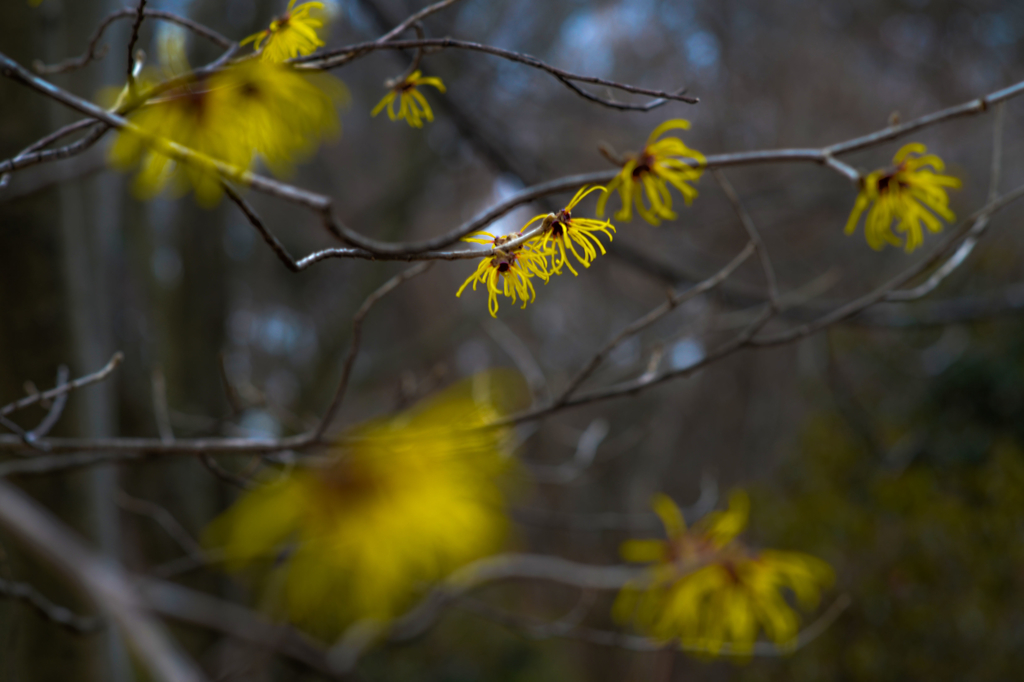 f:id:JKazy:20190311103456j:plain