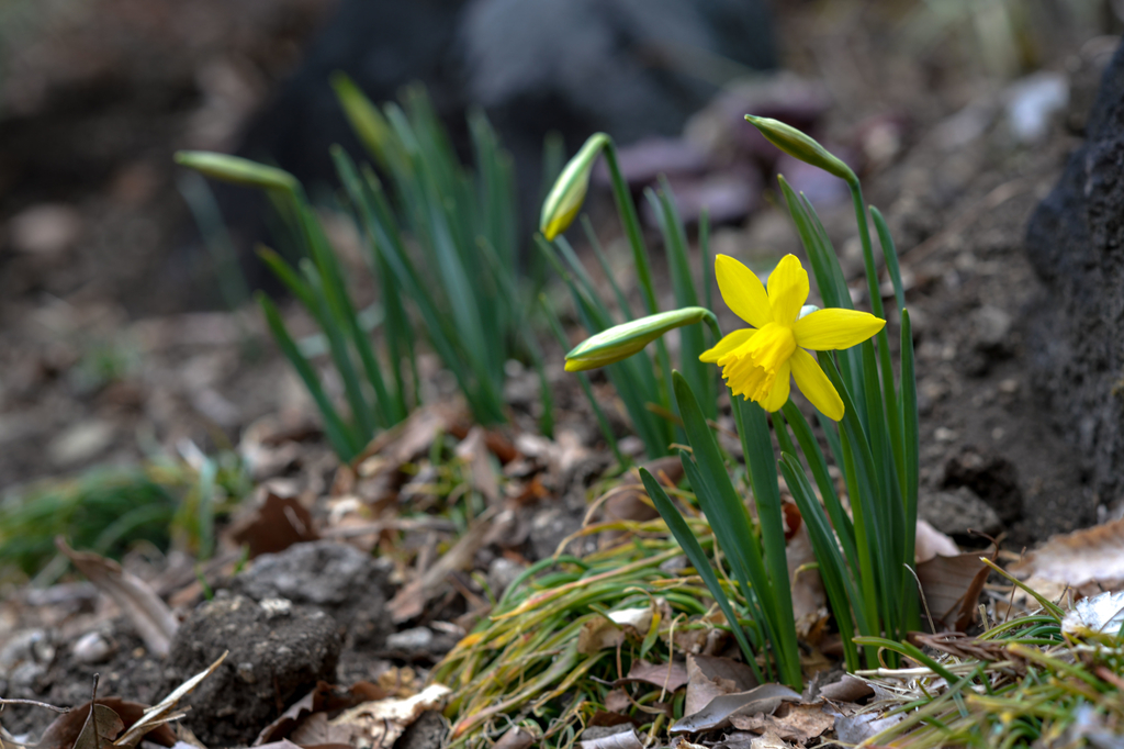 f:id:JKazy:20190311103615j:plain