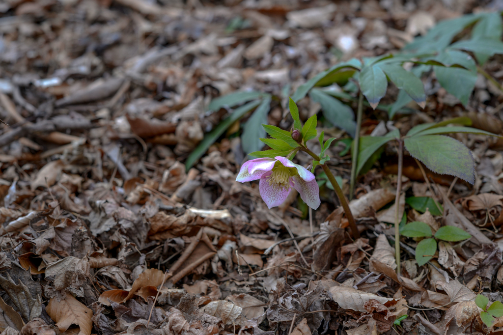 f:id:JKazy:20190311103658j:plain