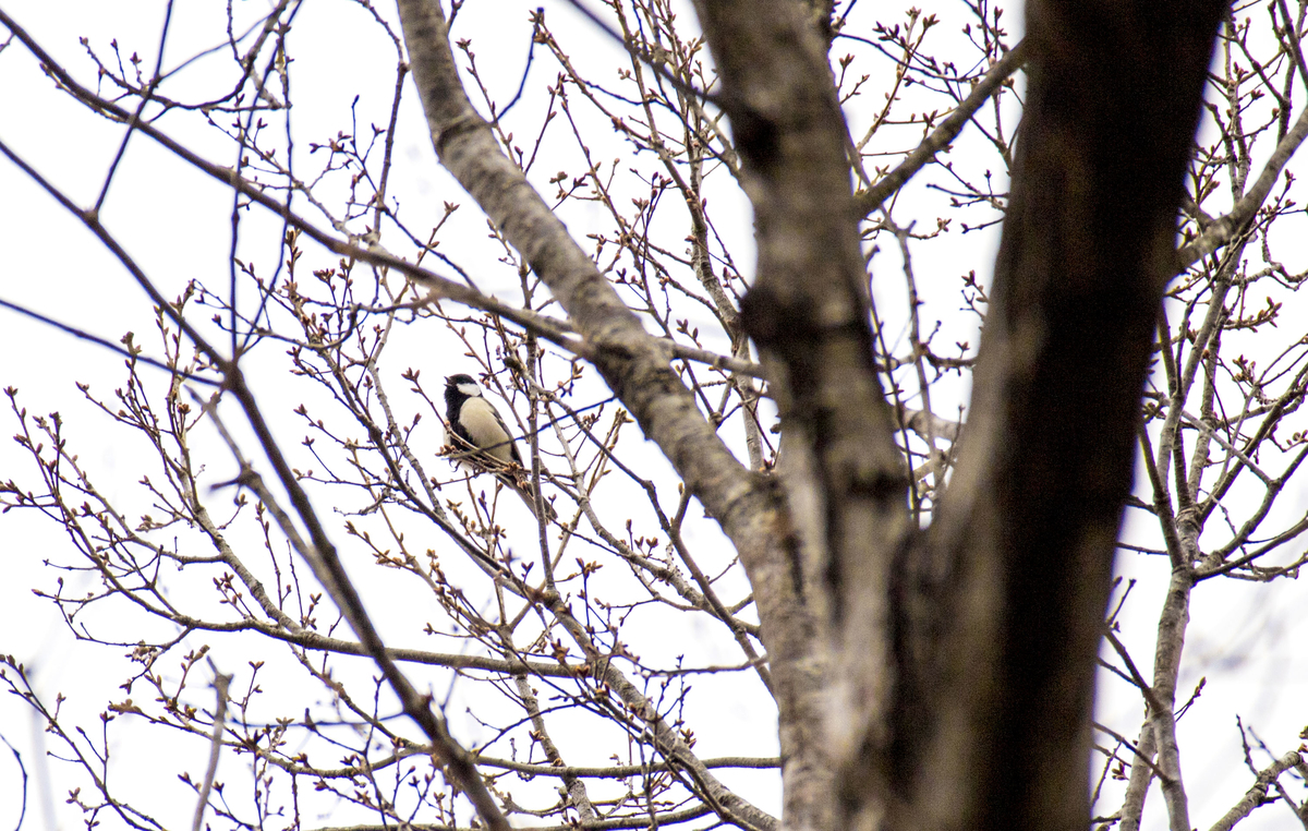 f:id:JKazy:20190324090810j:plain f:id:JKazy:20190324090810j:plain