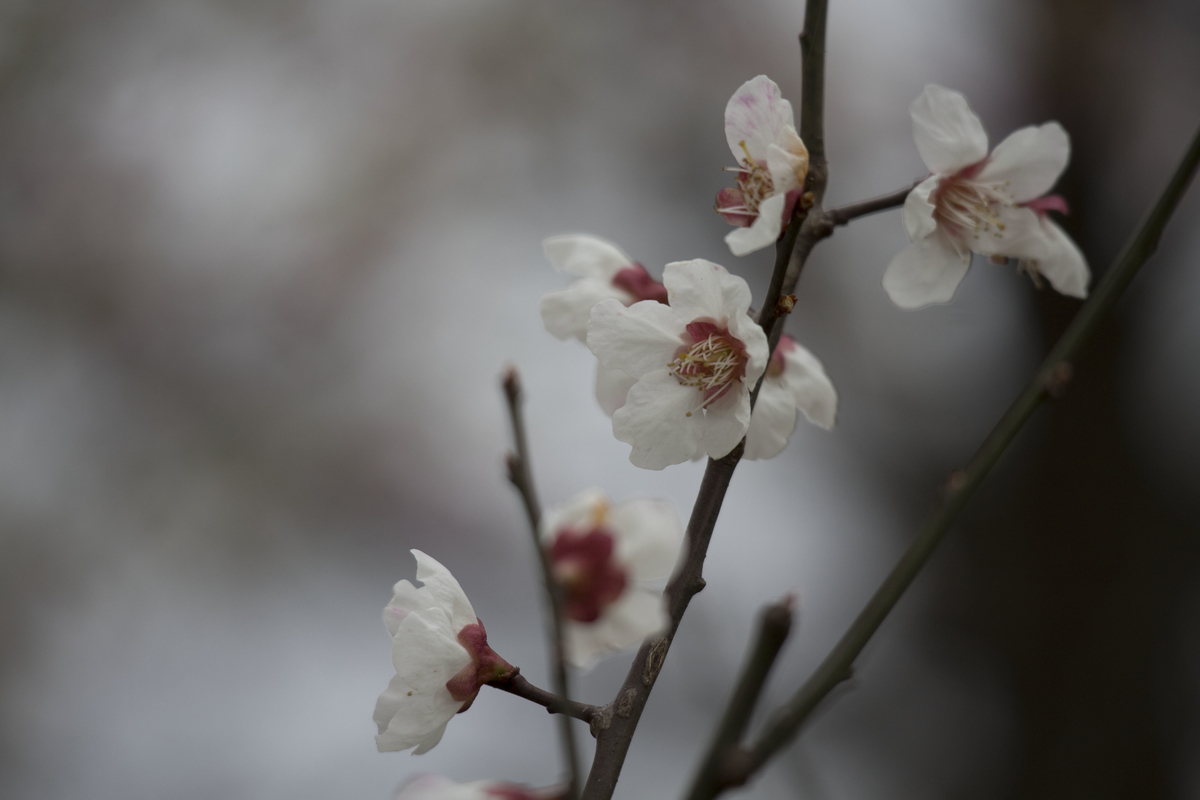 f:id:JKazy:20190324091330j:plain f:id:JKazy:20190324091330j:plain