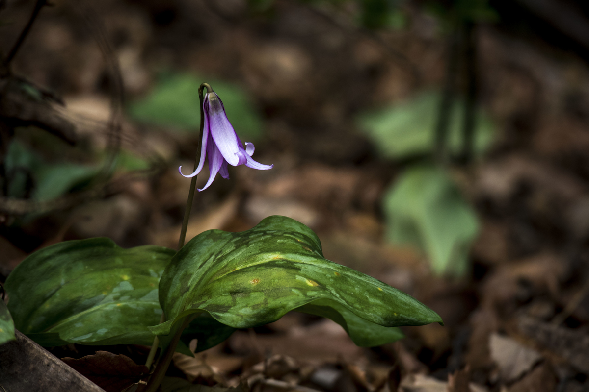 f:id:JKazy:20190324091456j:plain f:id:JKazy:20190324091456j:plain