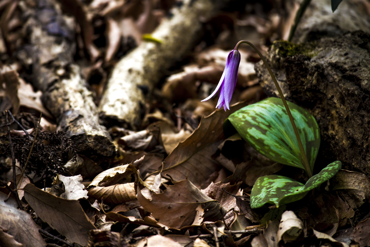 f:id:JKazy:20190324091537j:plain f:id:JKazy:20190324091537j:plain