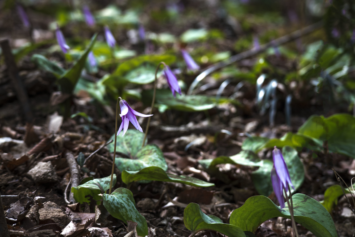 f:id:JKazy:20190324091617j:plain f:id:JKazy:20190324091617j:plain