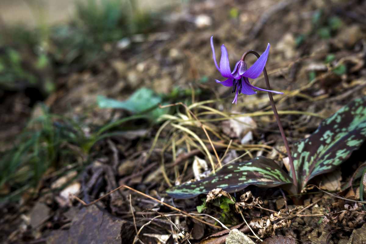 f:id:JKazy:20190324091957j:plain f:id:JKazy:20190324091957j:plain