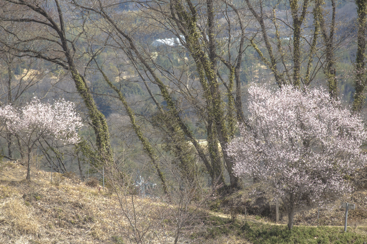 f:id:JKazy:20190404120336j:plain
