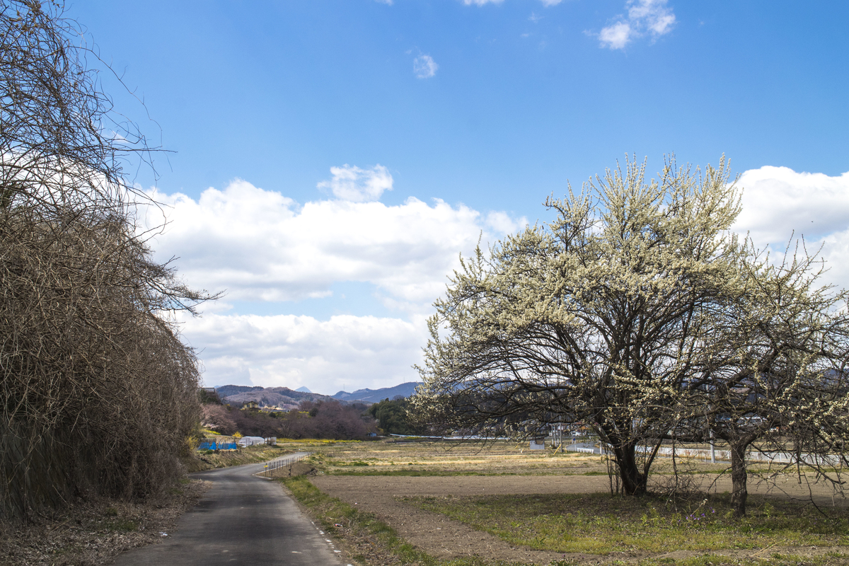f:id:JKazy:20190404120746j:plain