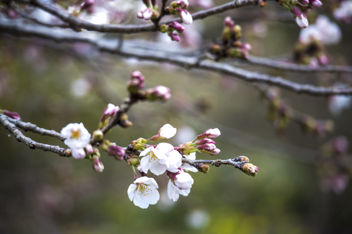f:id:JKazy:20190404120909j:plain