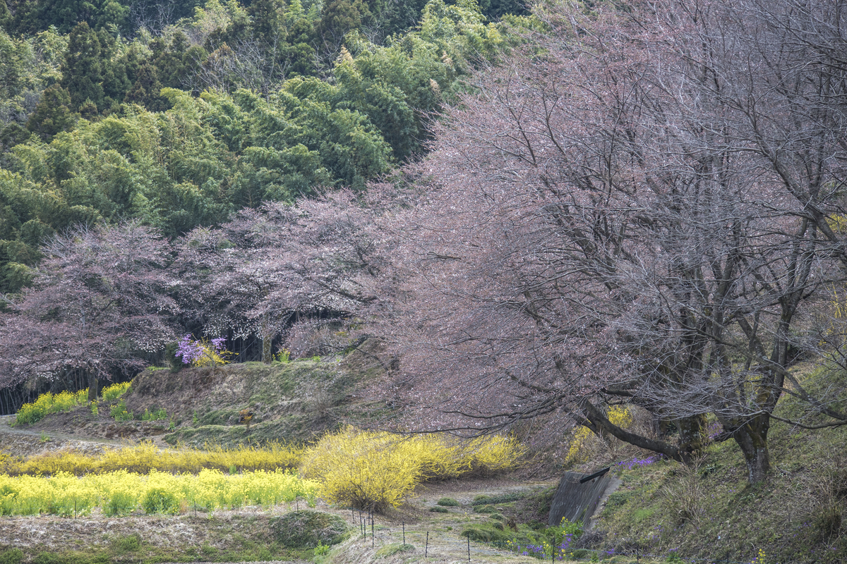 f:id:JKazy:20190404120934j:plain