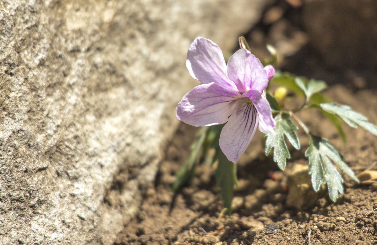 f:id:JKazy:20190421103426j:plain