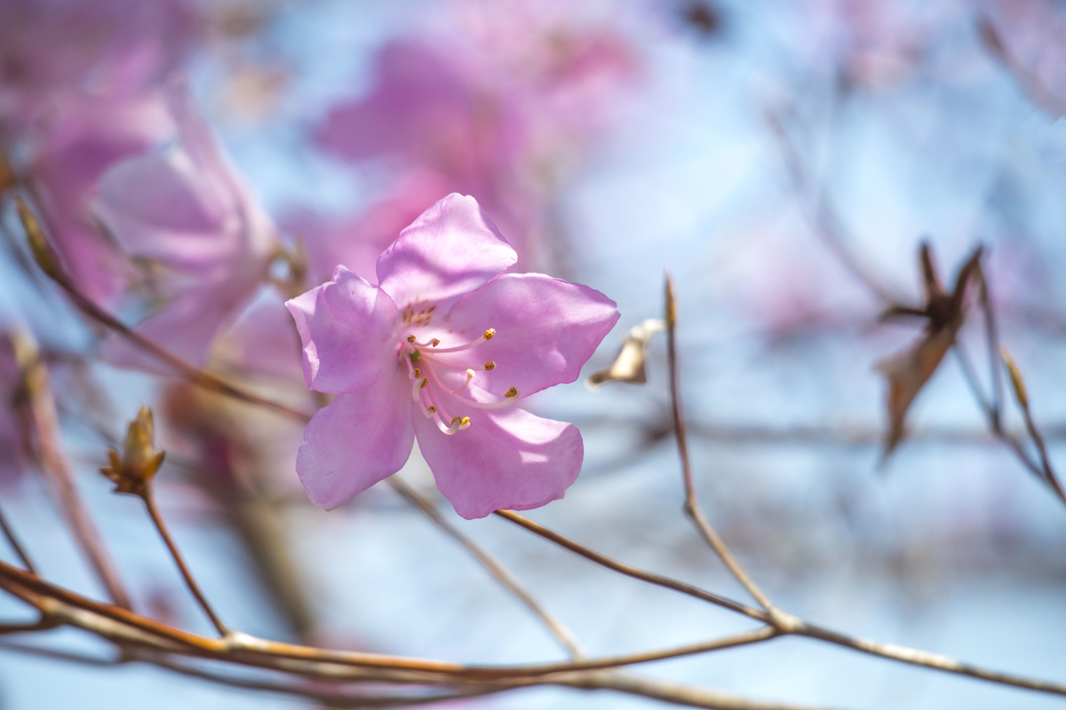f:id:JKazy:20190421103502j:plain