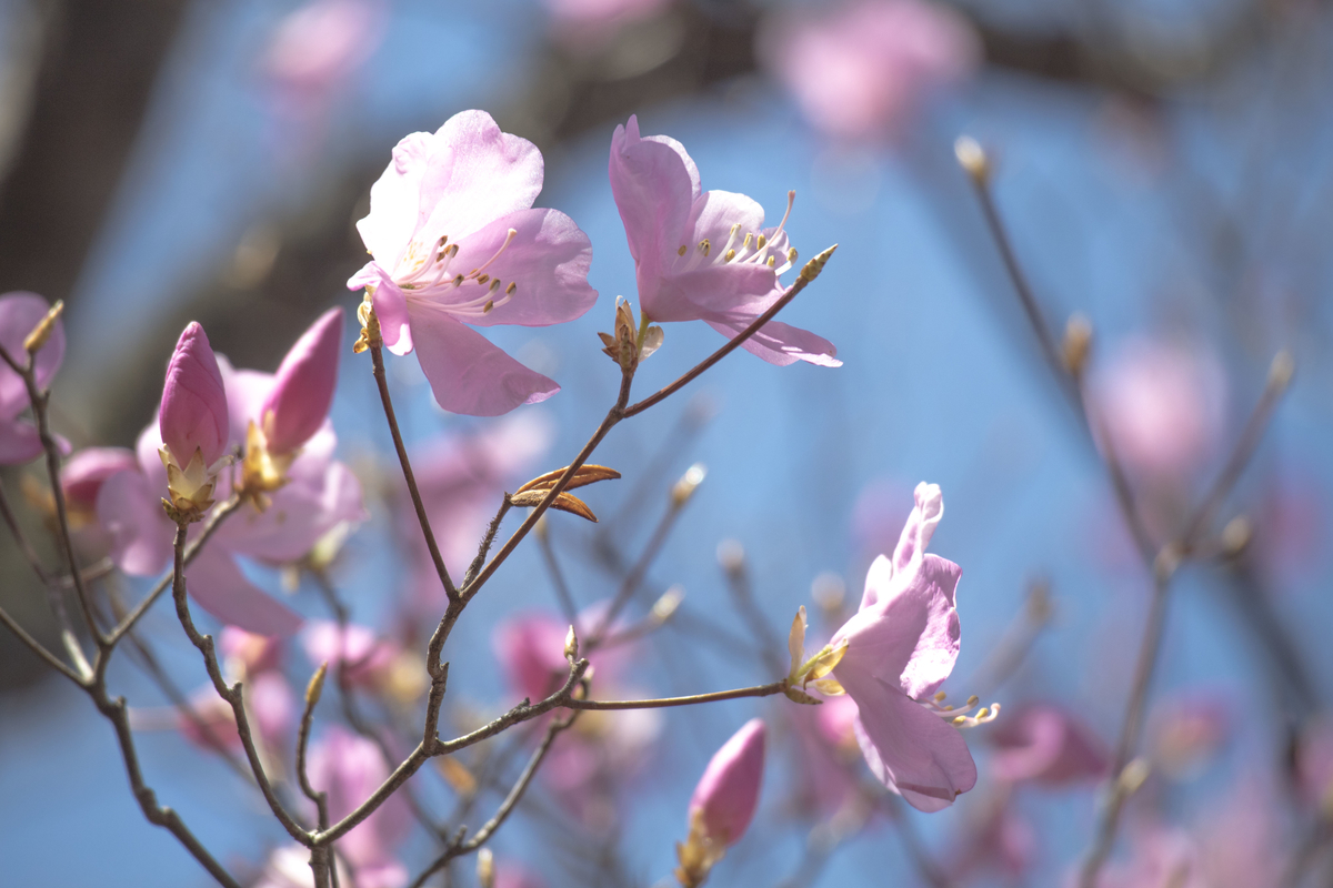 f:id:JKazy:20190421103644j:plain