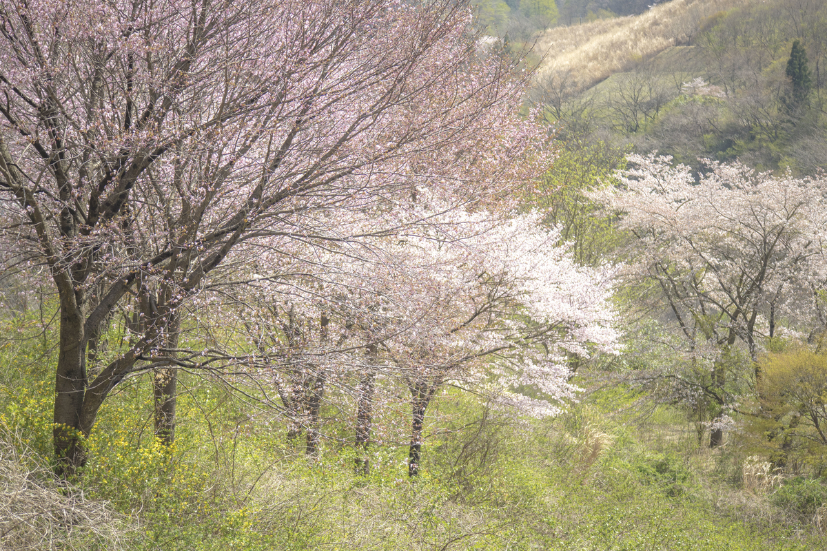 f:id:JKazy:20190421104341j:plain